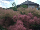 Cotinus coggygria 'Smokey Joe'  -R- Perückenstrauch 'Smokey Joe'  -R-