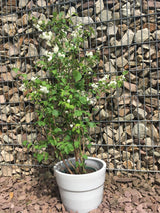 Philadelphus 'Schneesturm' Gefüllter Gartenjasmin 'Schneesturm'