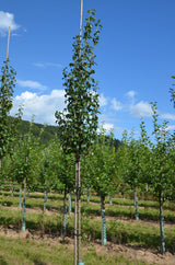 Pyrus com.'Concorde'  -S-              CAC Birne 'Concorde'  -S-