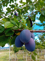 Prunus dom.'Geisenheimer Top'          CAC Zwetsche 'Geisenheimer Top'           spät