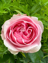 Rosa 'Giardina'                         KL VI Kletterrose 'Giardina'