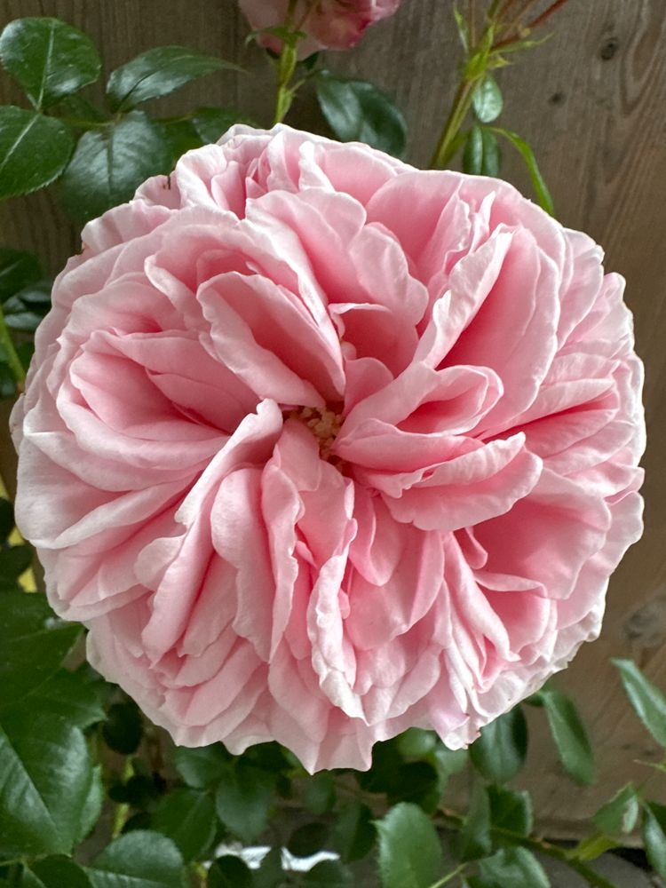 Rosa 'Giardina'                         KL VI Kletterrose 'Giardina'