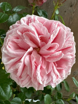 Rosa 'Giardina'                         KL VI Kletterrose 'Giardina'