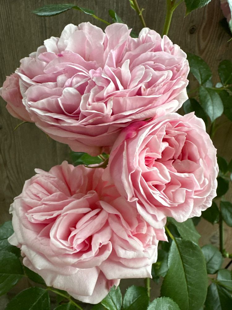 Rosa 'Giardina'                         KL VI Kletterrose 'Giardina'