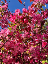 Malus 'Rudolph' Zierapfel 'Rudolph'