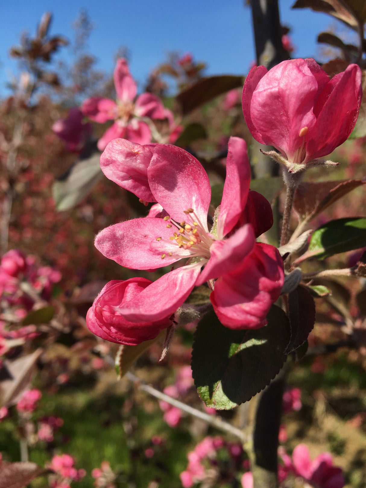 Malus 'Rudolph' Zierapfel 'Rudolph'
