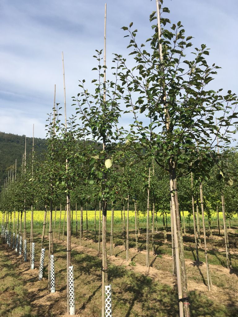 Malus 'Rudolph' Zierapfel 'Rudolph'