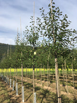 Malus 'Rudolph' Zierapfel 'Rudolph'