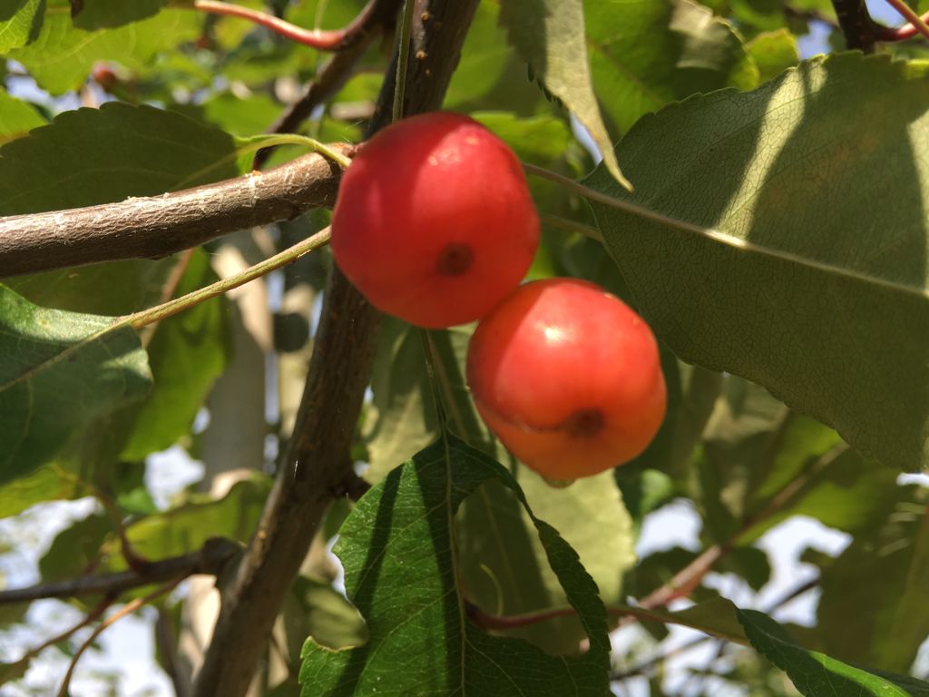 Malus 'Rudolph' Zierapfel 'Rudolph'