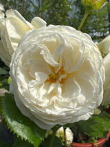 Rosa 'Artemis'  -R-                    STR VI Strauchrose 'Artemis'  -R-