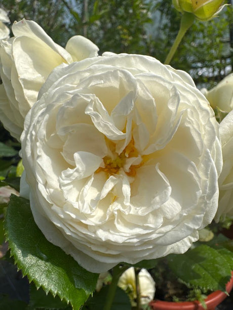 Rosa 'Artemis'  -R-                    STR VI Strauchrose 'Artemis'  -R-