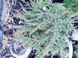Juniperus com.'Green Carpet' Kriechwacholder 'Green Carpet'