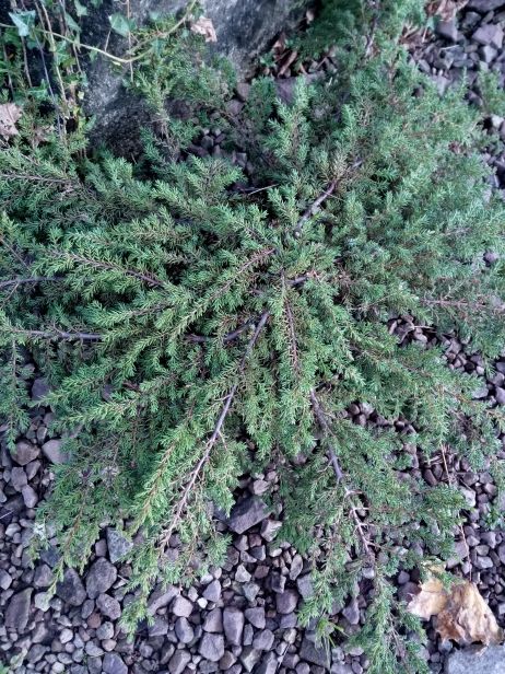 Juniperus com.'Green Carpet' Kriechwacholder 'Green Carpet'