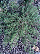Juniperus com.'Green Carpet' Kriechwacholder 'Green Carpet'