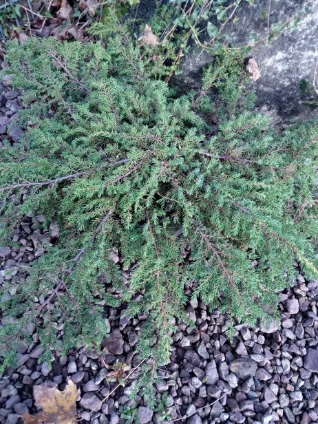 Juniperus com.'Green Carpet' Kriechwacholder 'Green Carpet'
