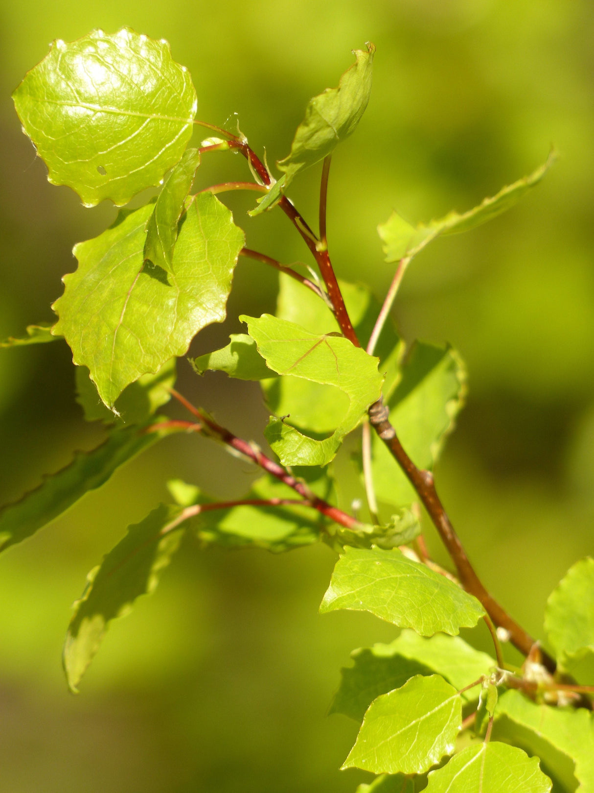 Populus tremula Zitterpappel