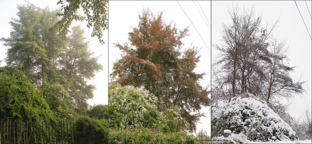 Populus tremula Zitterpappel