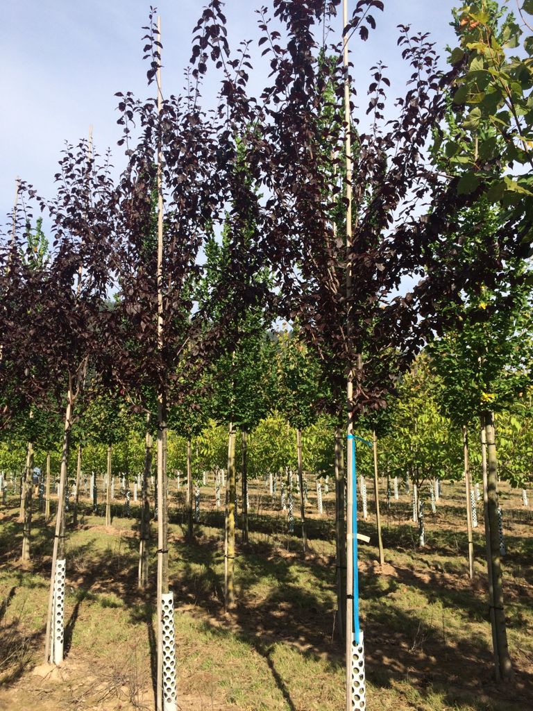 Prunus cerasifera 'Nigra' Blutpflaume