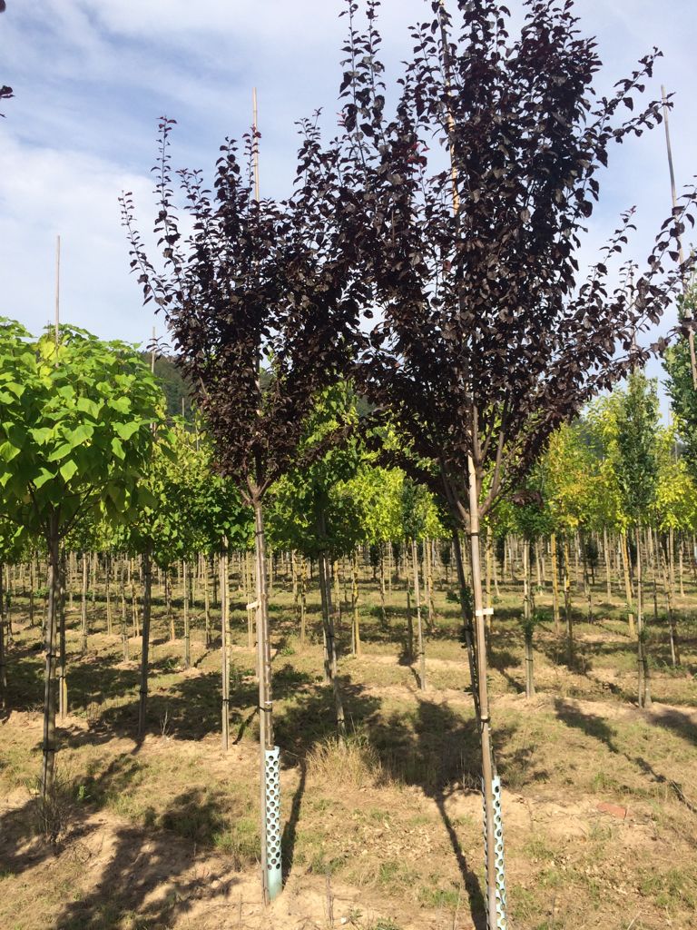 Prunus cerasifera 'Nigra' Blutpflaume