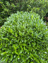 Prunus lauroc.'Herbergii' Aufrechte Lorbeerkirsche 'Herbergii'