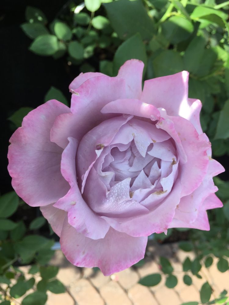 Rosa 'Novalis'  -R-                     BT Beetrose 'Novalis'  -R-           ADR-Rose