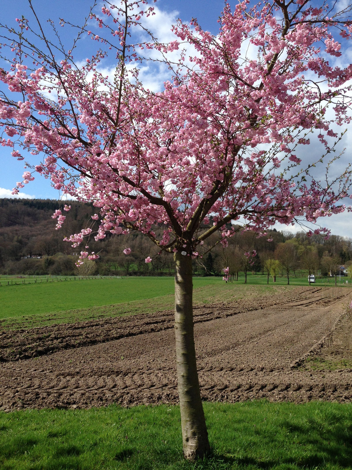 Prunus subhirtella 'Accolade' Frühe Zierkirsche 'Accolade'