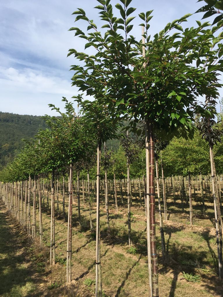 Prunus subhirtella 'Accolade' Frühe Zierkirsche 'Accolade'