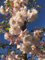 Prunus subhirtella 'Accolade' Frühe Zierkirsche 'Accolade'