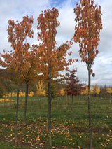 Prunus serrulata 'Amanogawa' Japan.Säulenkirsche