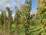 Prunus serrulata 'Amanogawa' Japan.Säulenkirsche