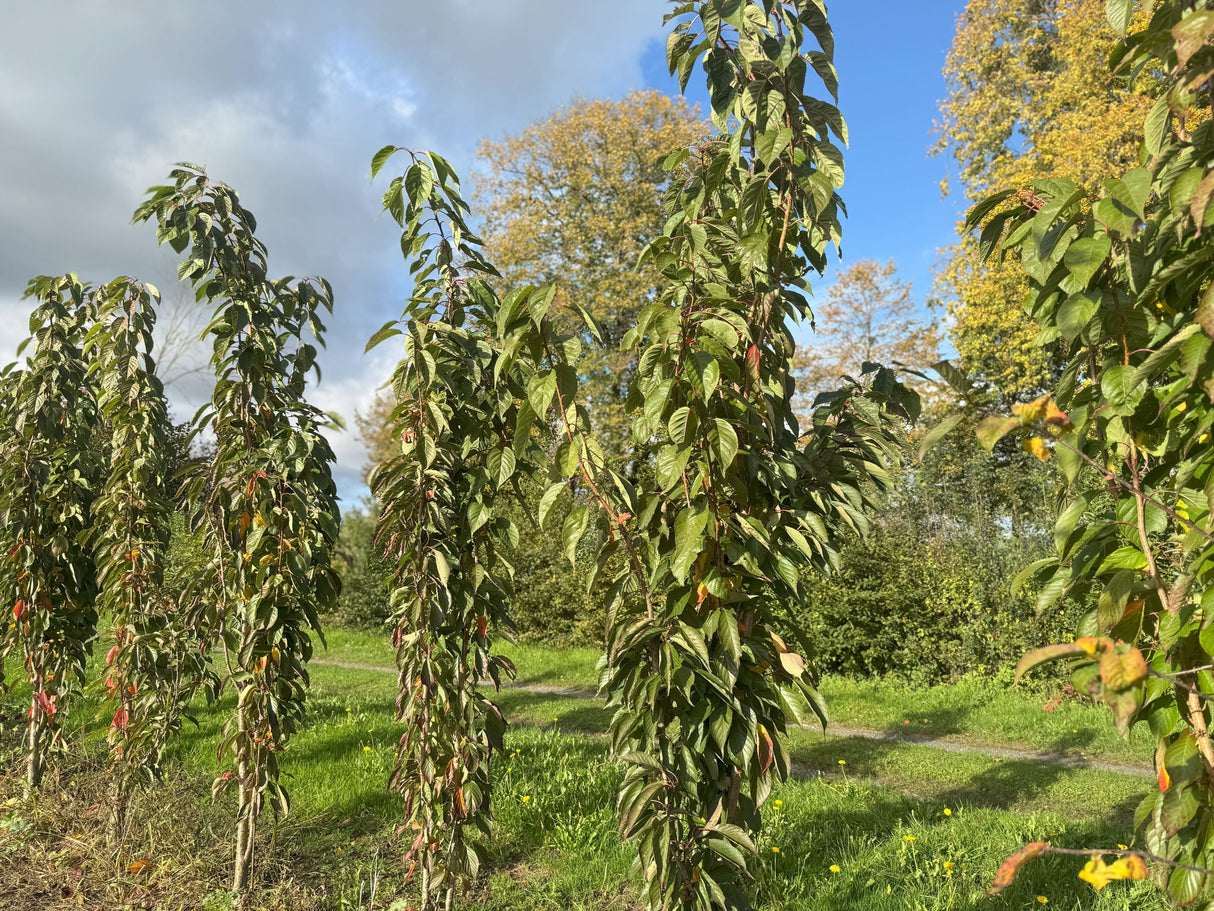 Prunus serrulata 'Amanogawa' Japan.Säulenkirsche
