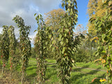 Prunus serrulata 'Amanogawa' Japan.Säulenkirsche