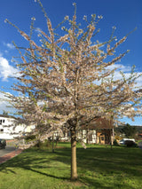 Prunus yedoensis Japan.Maienkirsche