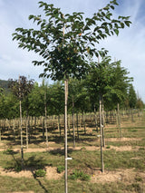 Prunus yedoensis Japan.Maienkirsche
