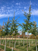 Quercus cerris Zerr-Eiche