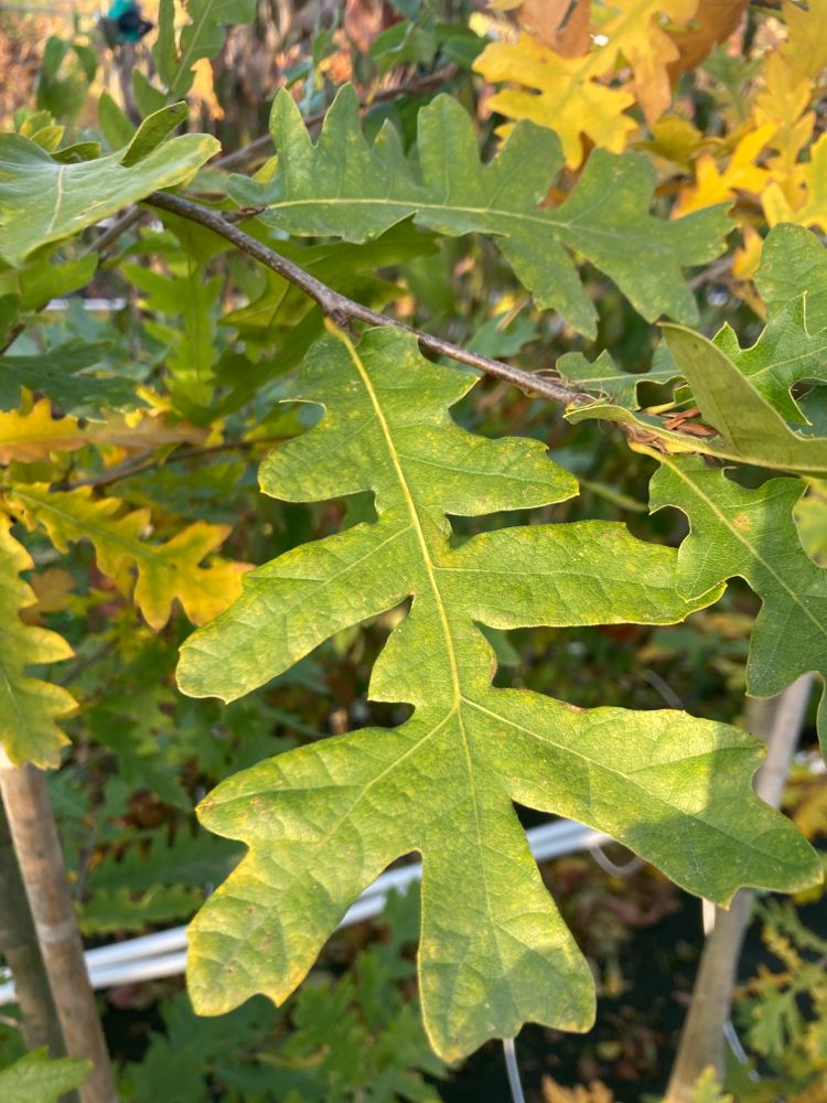 Quercus cerris Zerr-Eiche