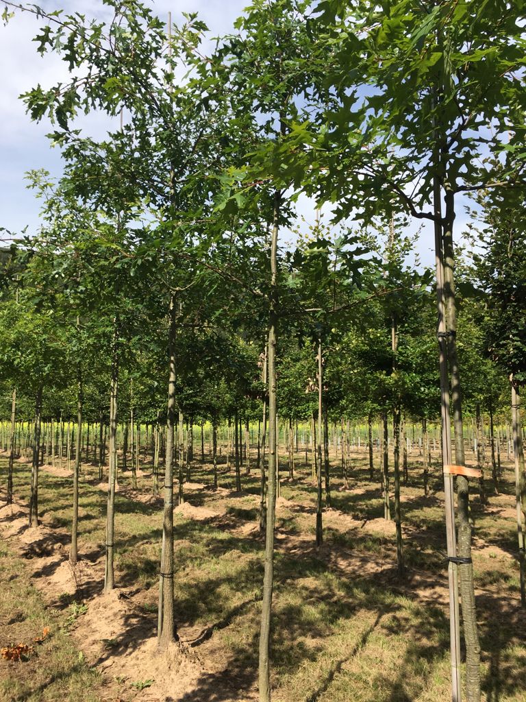 Quercus coccinea Scharlach-Eiche