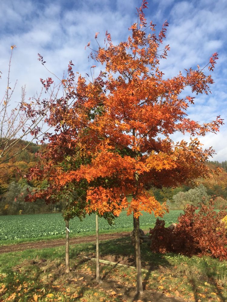 Quercus coccinea Scharlach-Eiche