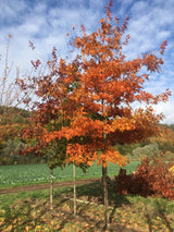 Quercus coccinea Scharlach-Eiche