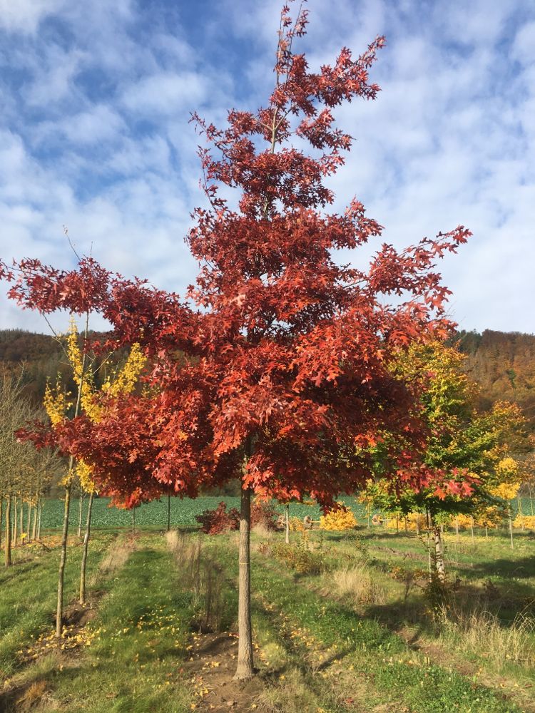 Quercus coccinea Scharlach-Eiche