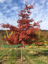 Quercus coccinea Scharlach-Eiche