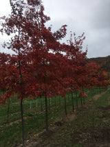 Quercus coccinea Scharlach-Eiche