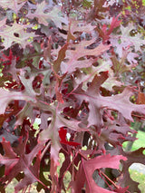 Quercus coccinea Scharlach-Eiche