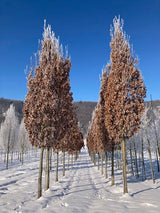 Quercus robur 'Fastigiata' Pyramideneiche
