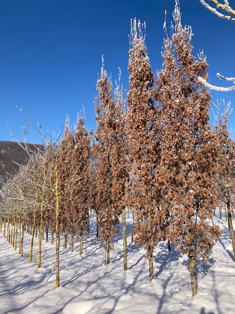 Quercus robur 'Fastigiata' Pyramideneiche