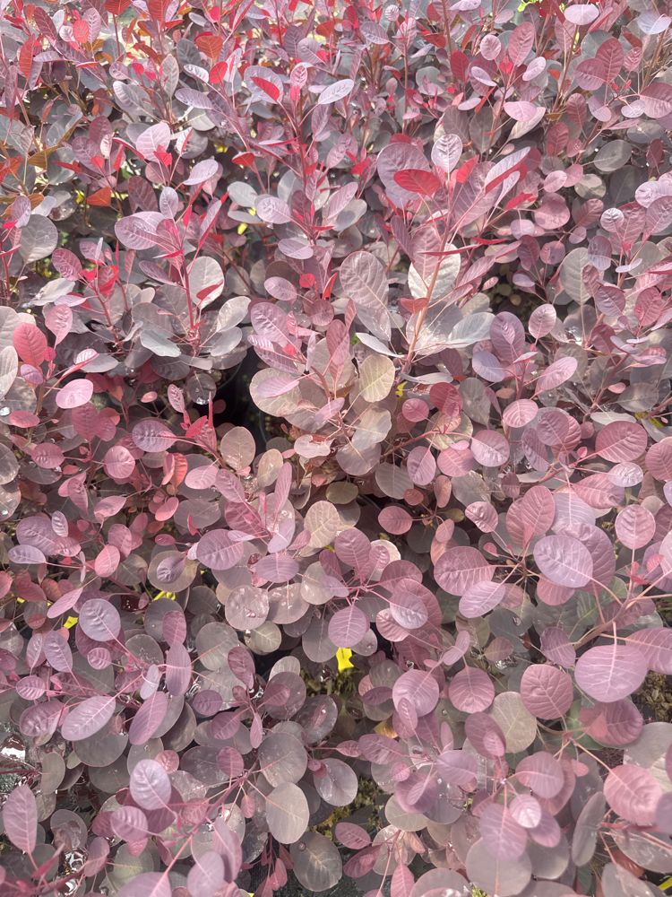 Cotinus coggygria 'Lilla'  -S- Perückenstrauch 'Lilla'  -S-