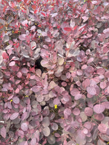 Cotinus coggygria 'Lilla'  -S- Perückenstrauch 'Lilla'  -S-