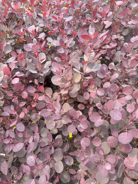 Cotinus coggygria 'Lilla'  -S- Perückenstrauch 'Lilla'  -S-