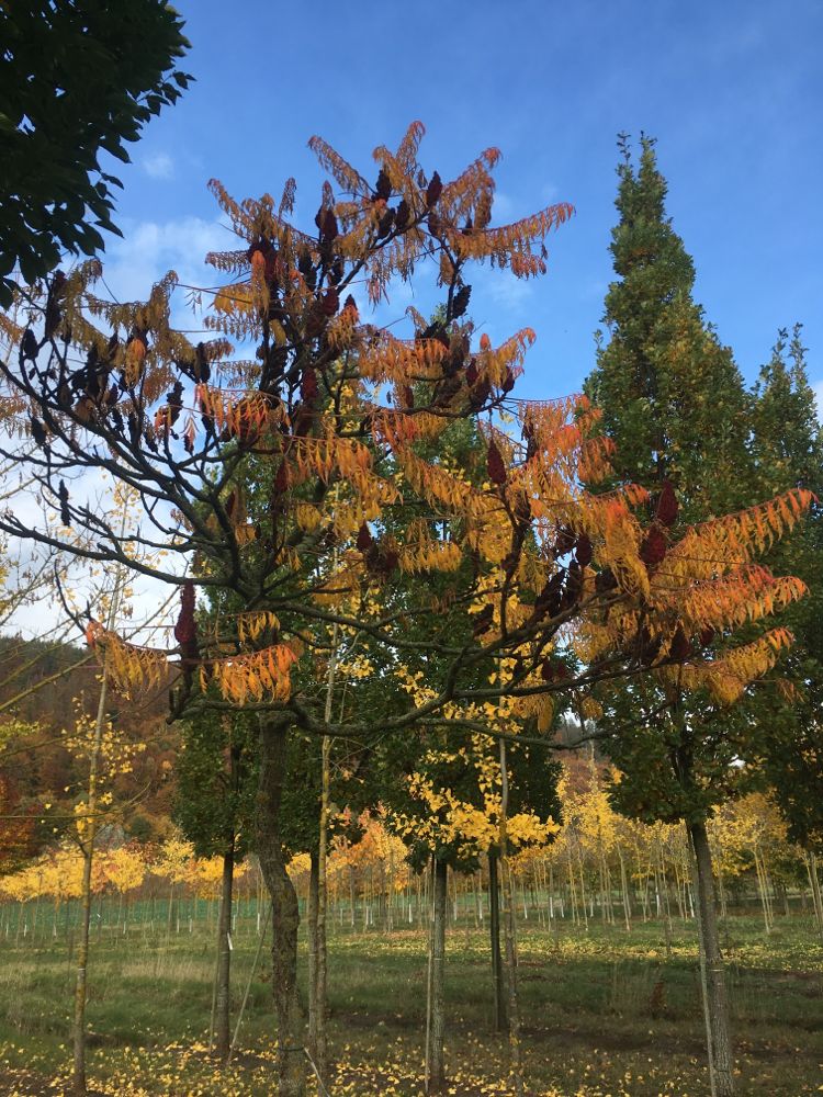 Rhus typhina 'Dissecta' Farnwedel-Essigbaum