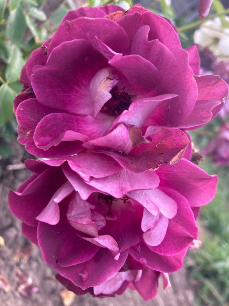 Rosa 'Burgundy Ice'  -R-                BT Beetrose 'Burgundy Ice'  -R-
